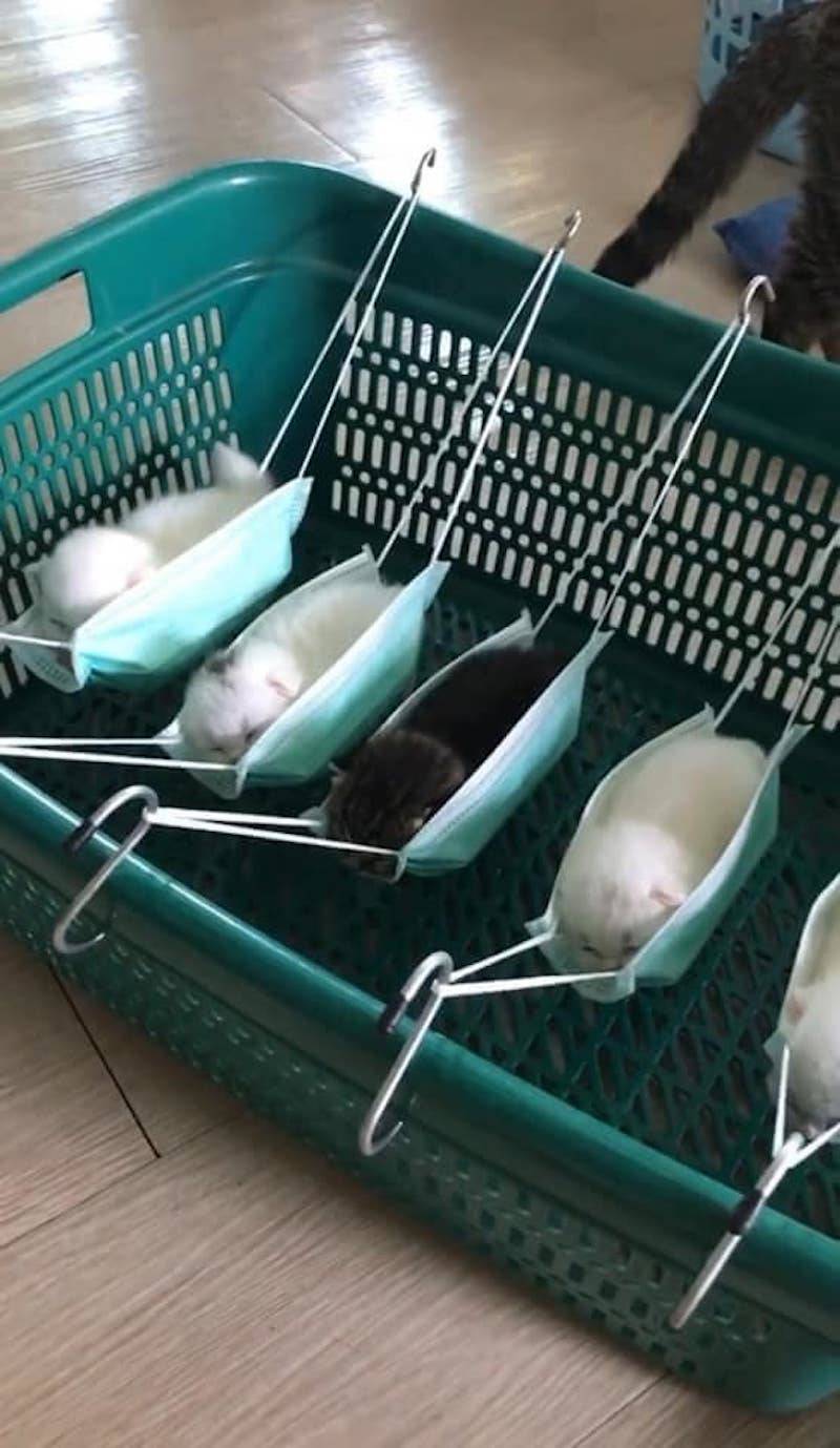 Hammocks for tiny kittens made with face masks and hooks