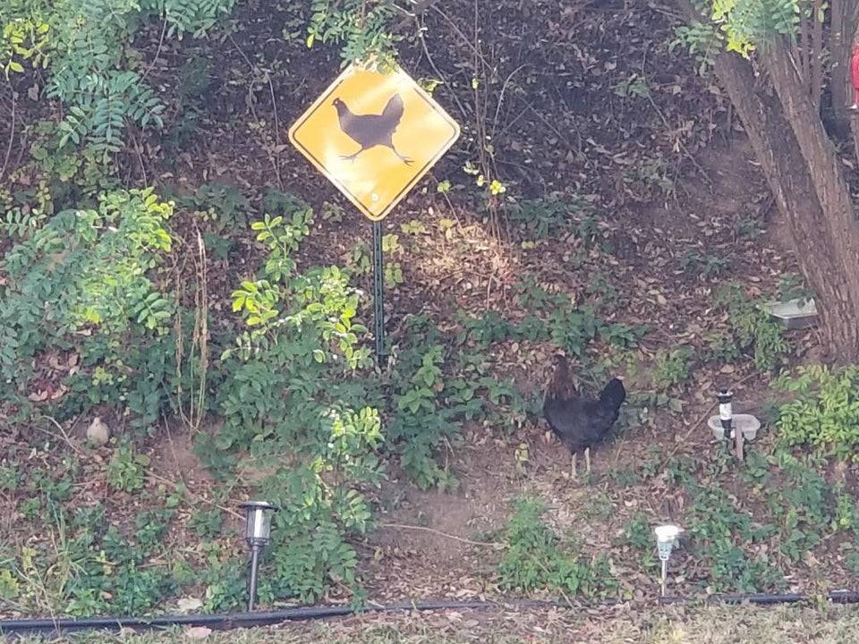 Chicken crossing the road beside chicken crossing sign