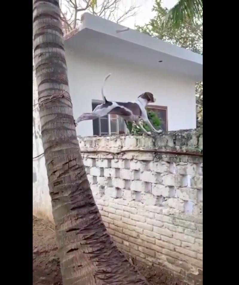 Dog climbs upwards using a tree trunk and fence in order to see into his neighbors' backyard