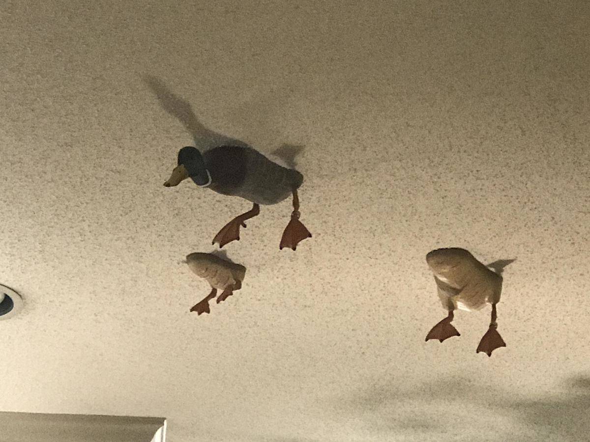 Duck statues fixed to ceiling