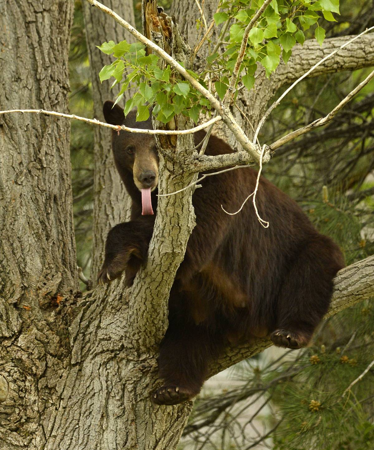 GettyImages-492719907