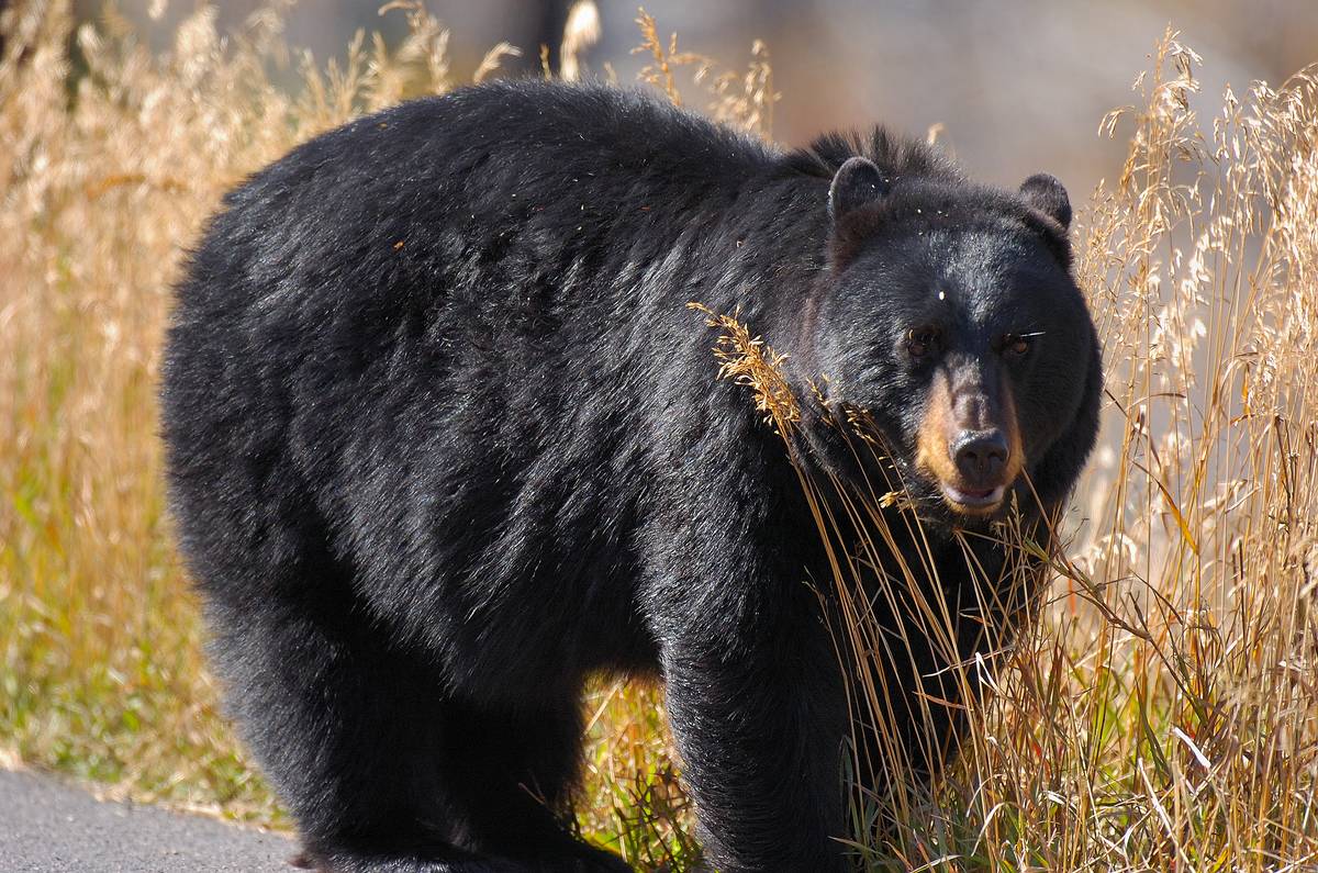 GettyImages-639277770