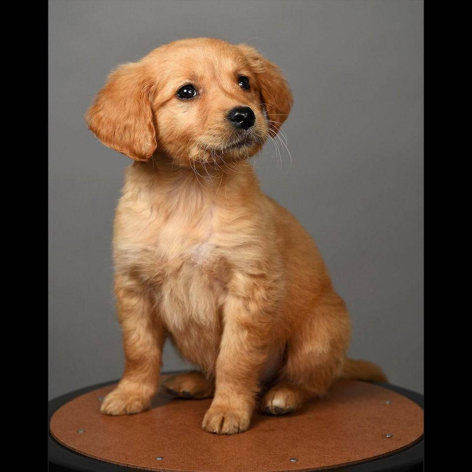 A headshot photo of a puppy named Oscar that was done after his owner brought him to work 