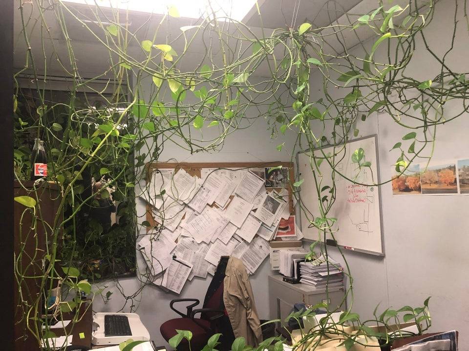 An office overgrown with large vines 