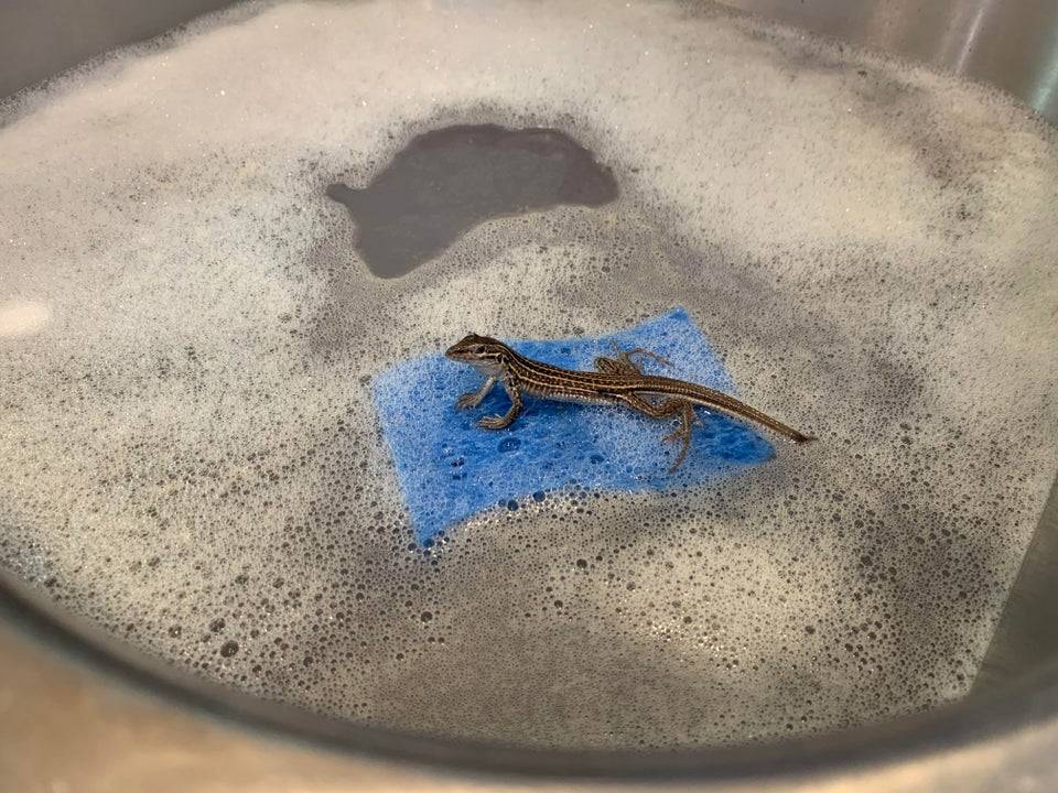 Tiny lizard uses a sponge as a boat as he floats around in a large sink full of soapy water
