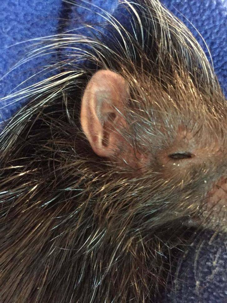 animal ears look like humans