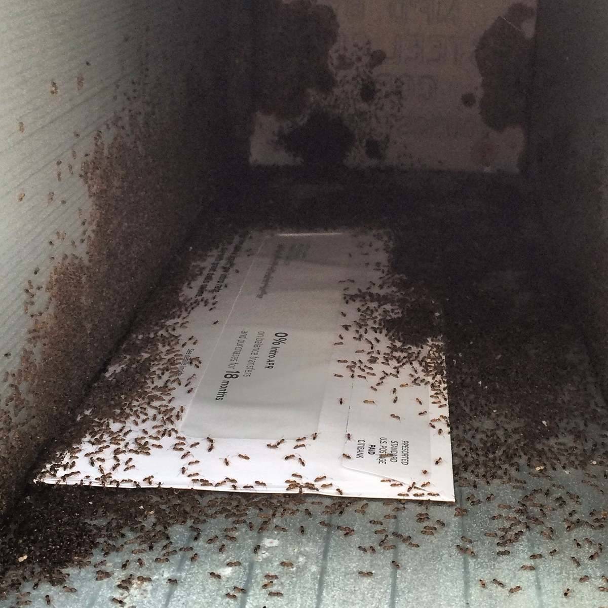 A person's mailbox is covered in ants.