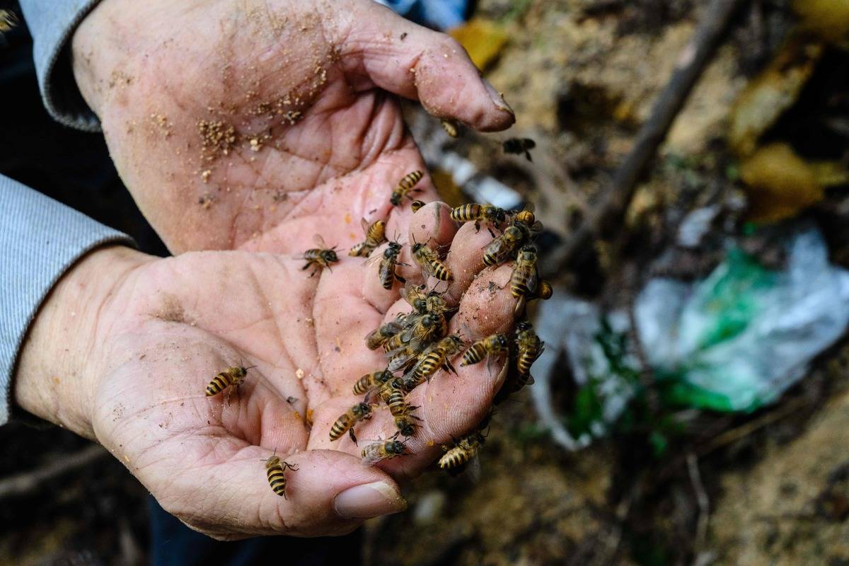 A person's hands are covered in bees.