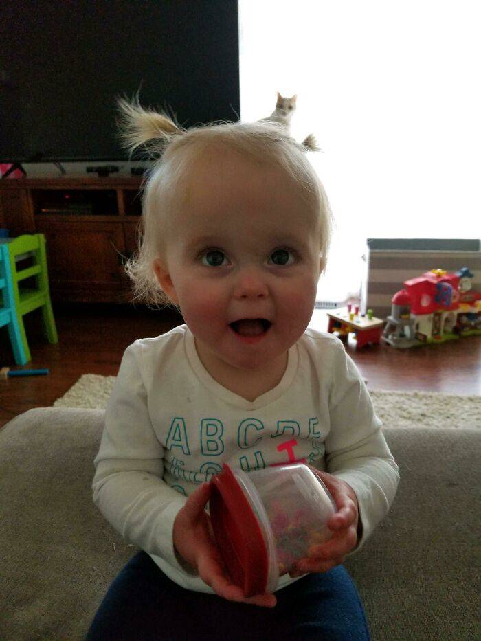 cat ponytail in the hair