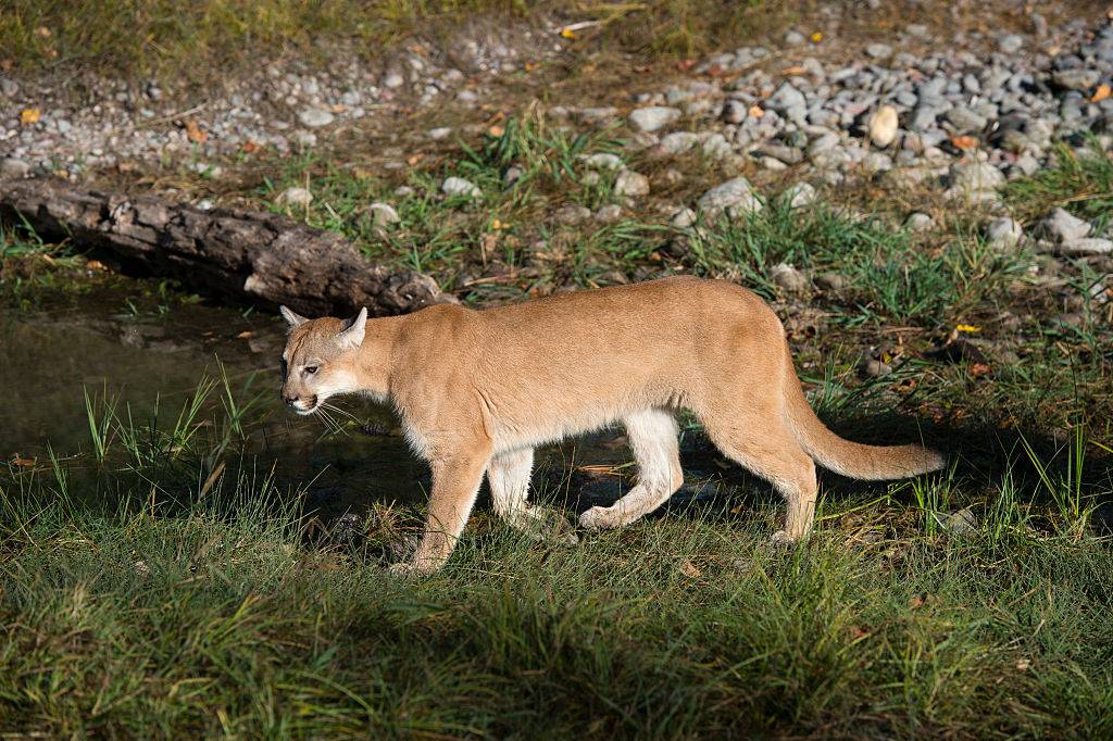 a young cougar walking on the grass