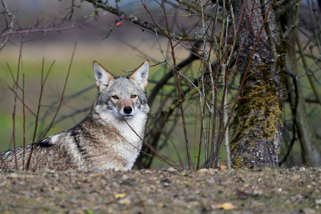 A coyote stands in the animal park