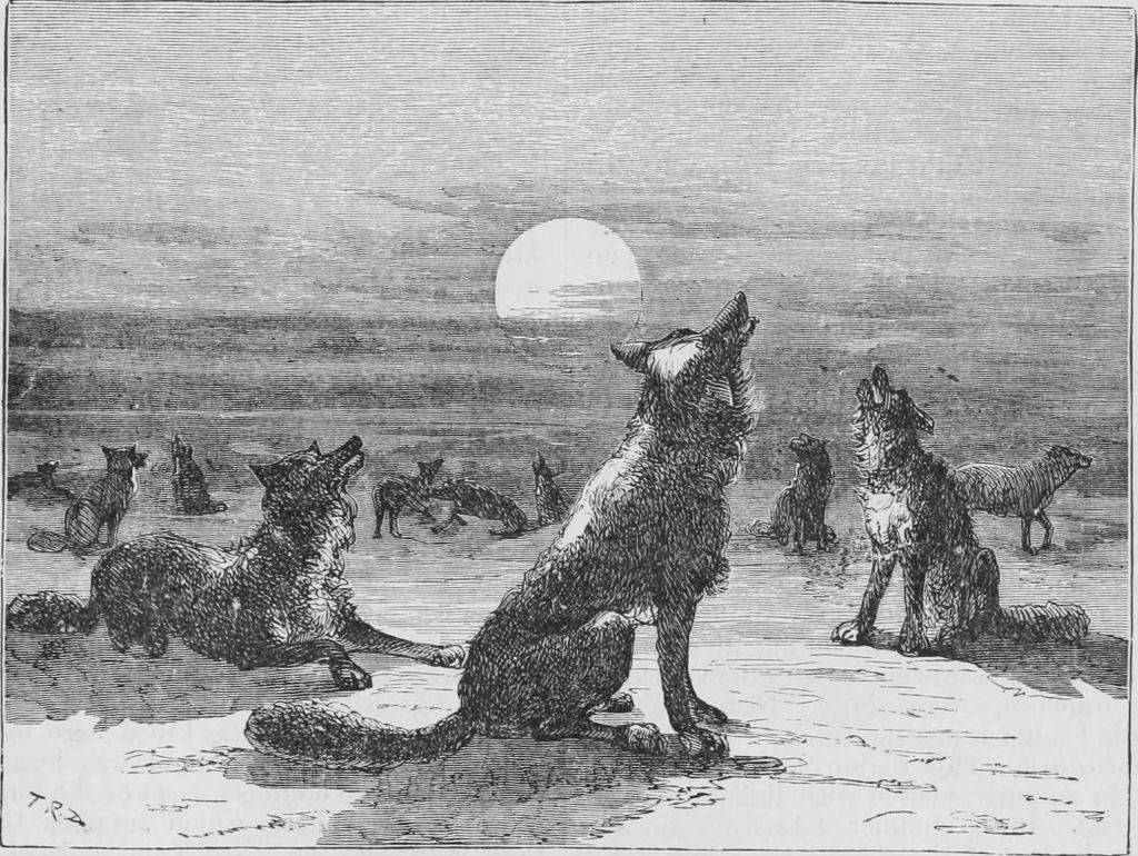 Engraving of the coyote pack howling at the Moon