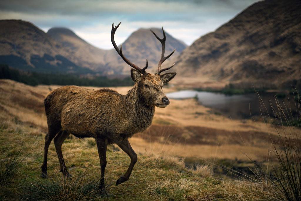 A deer grazes in the Highlands