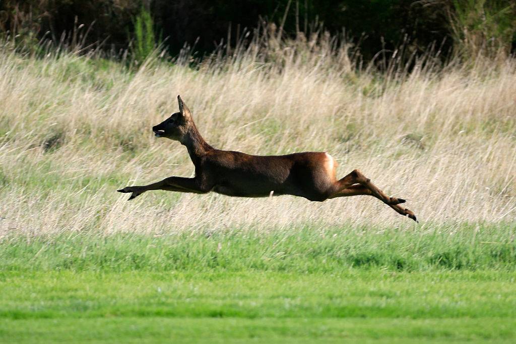 A deer runs across the grass