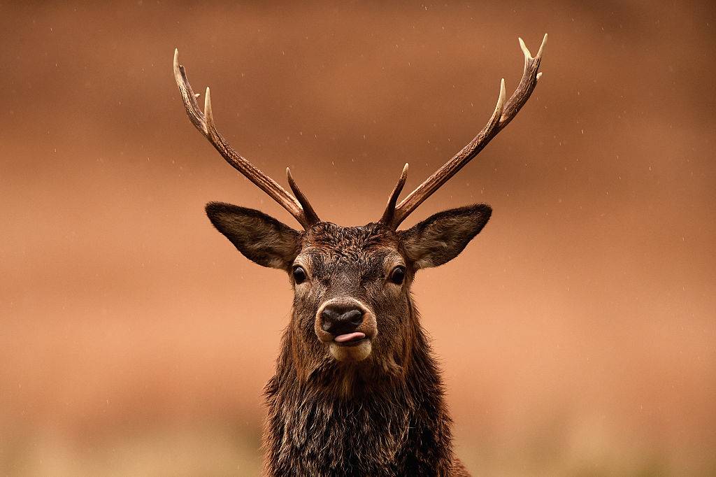 Red deer graze following the end of the rutting season