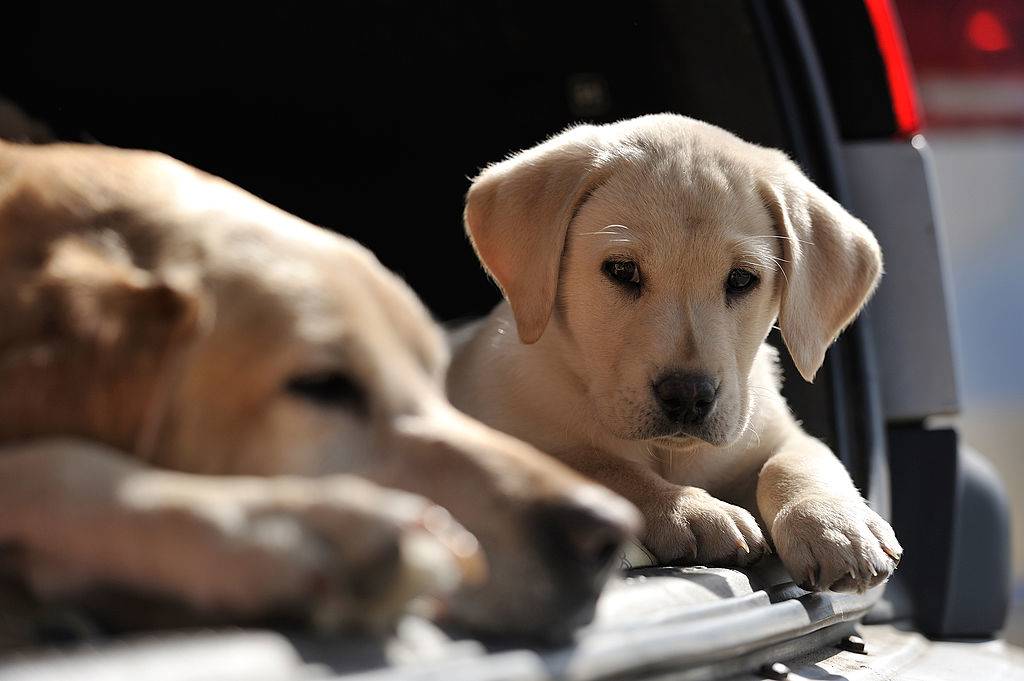 a Labrador Retriever puppy and mother resting in the trunk of a car