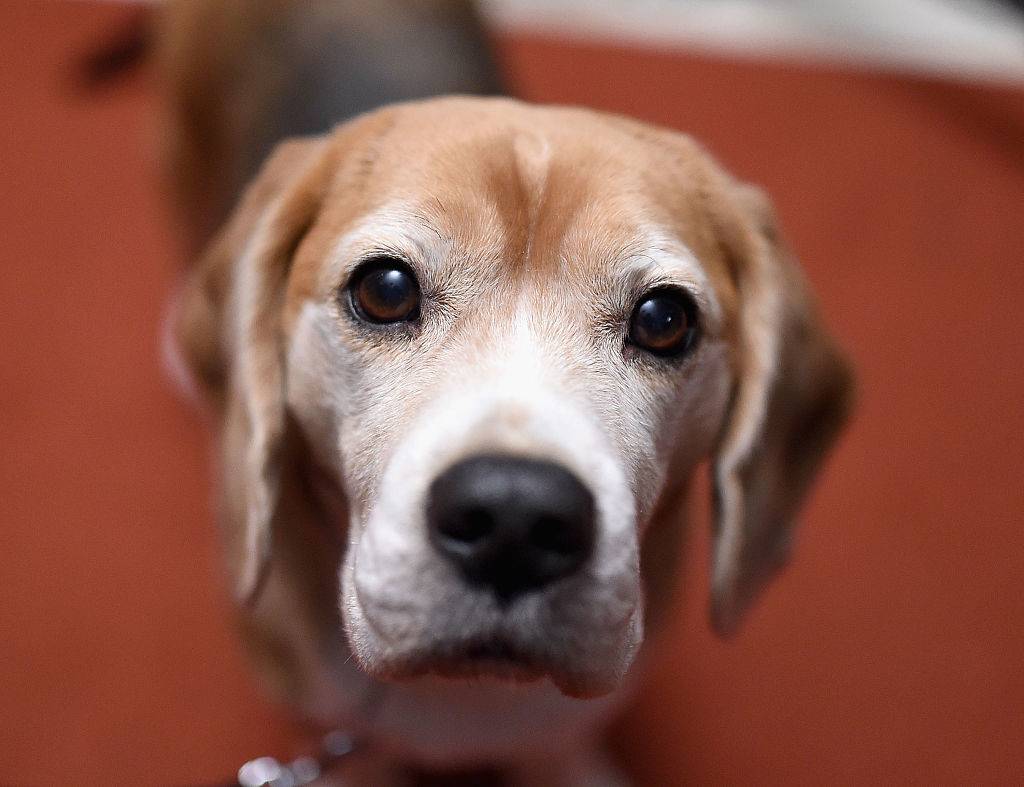 an older beagle dog