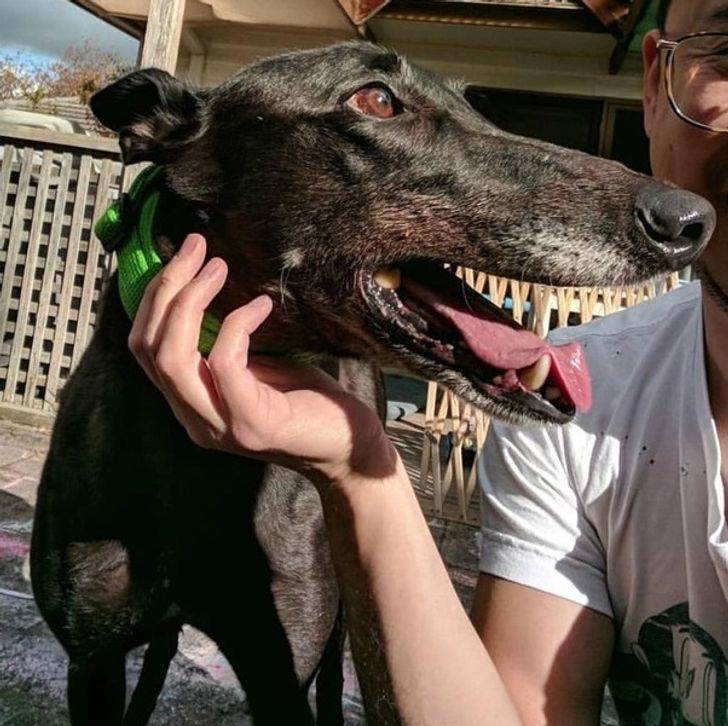 dog teeth but a fence