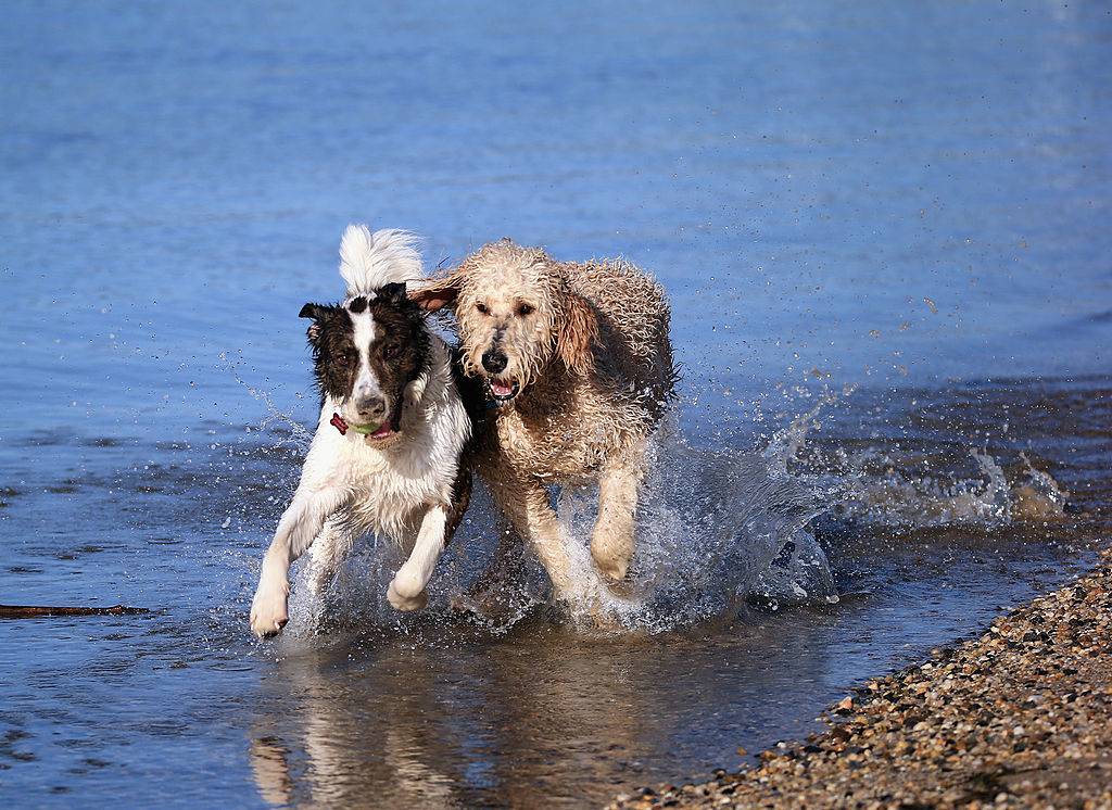Two dogs, a Golden Doodle and a Border Collie mix play in the water