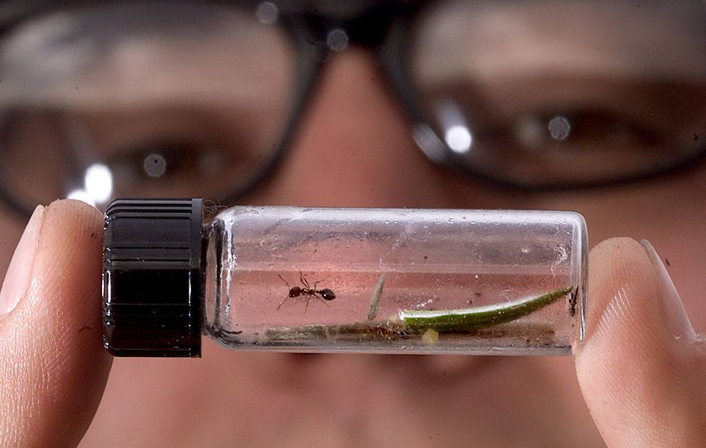 fire ants inside a vial
