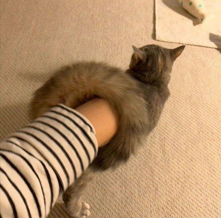 fluffy tail not a hole