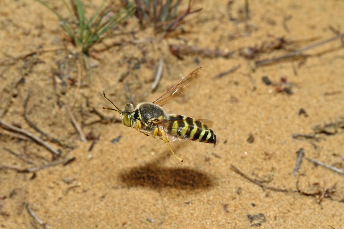 A wasp hovers above the sand.