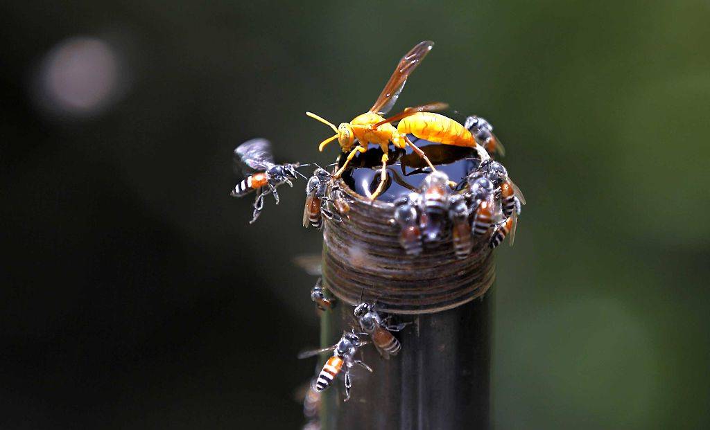 Hornet and Honey Bee flies around a water pipe during a hot weather