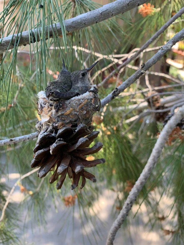 hummingbird nest so small