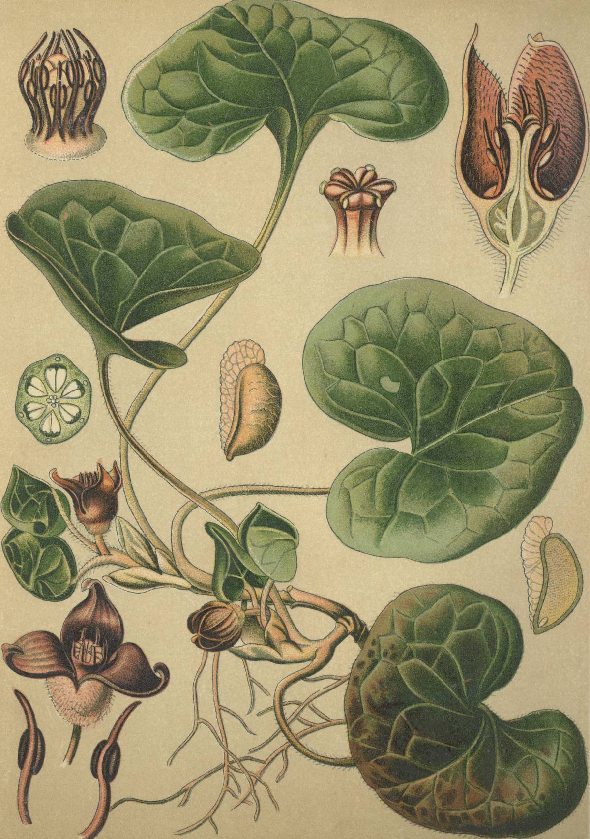 A 19th century drawing shows wild ginger.