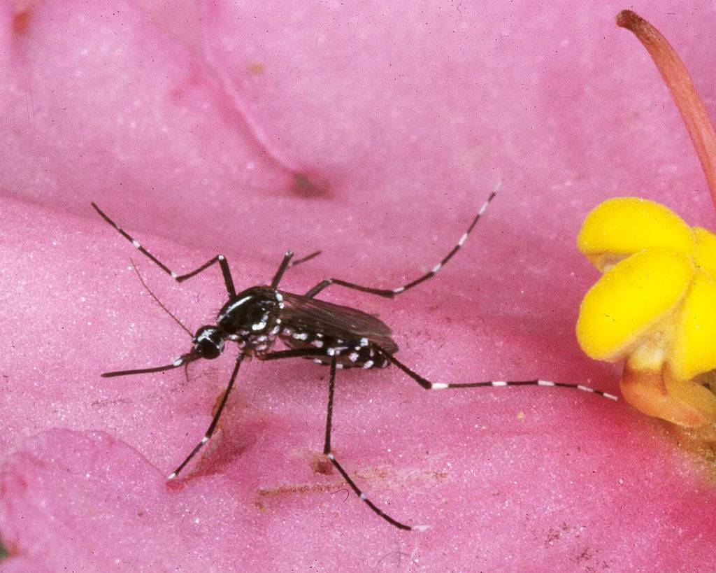 An Asian Tiger mosquito near a flower