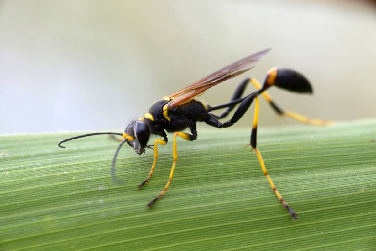 A black and yellow mud dauber is pictured on a leaf.