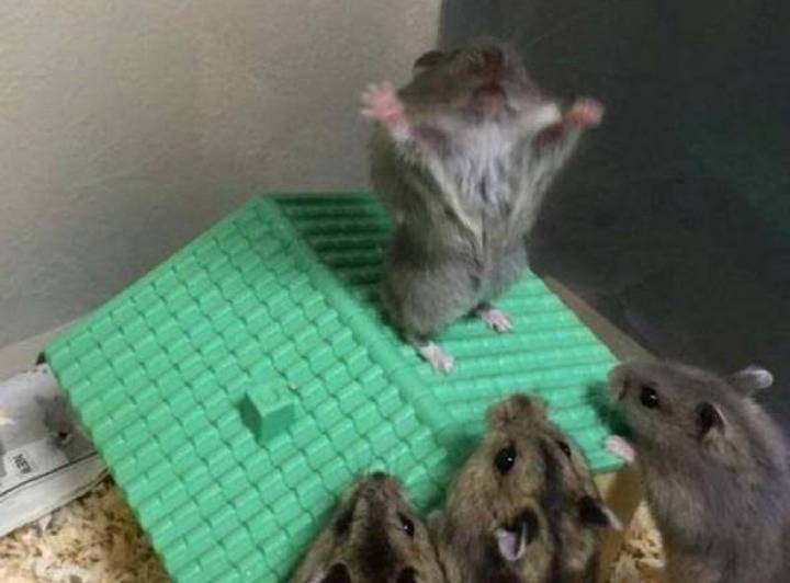 gerbil on its gerbil house with its arms outstretched with three other gerbils on the ground below watching it