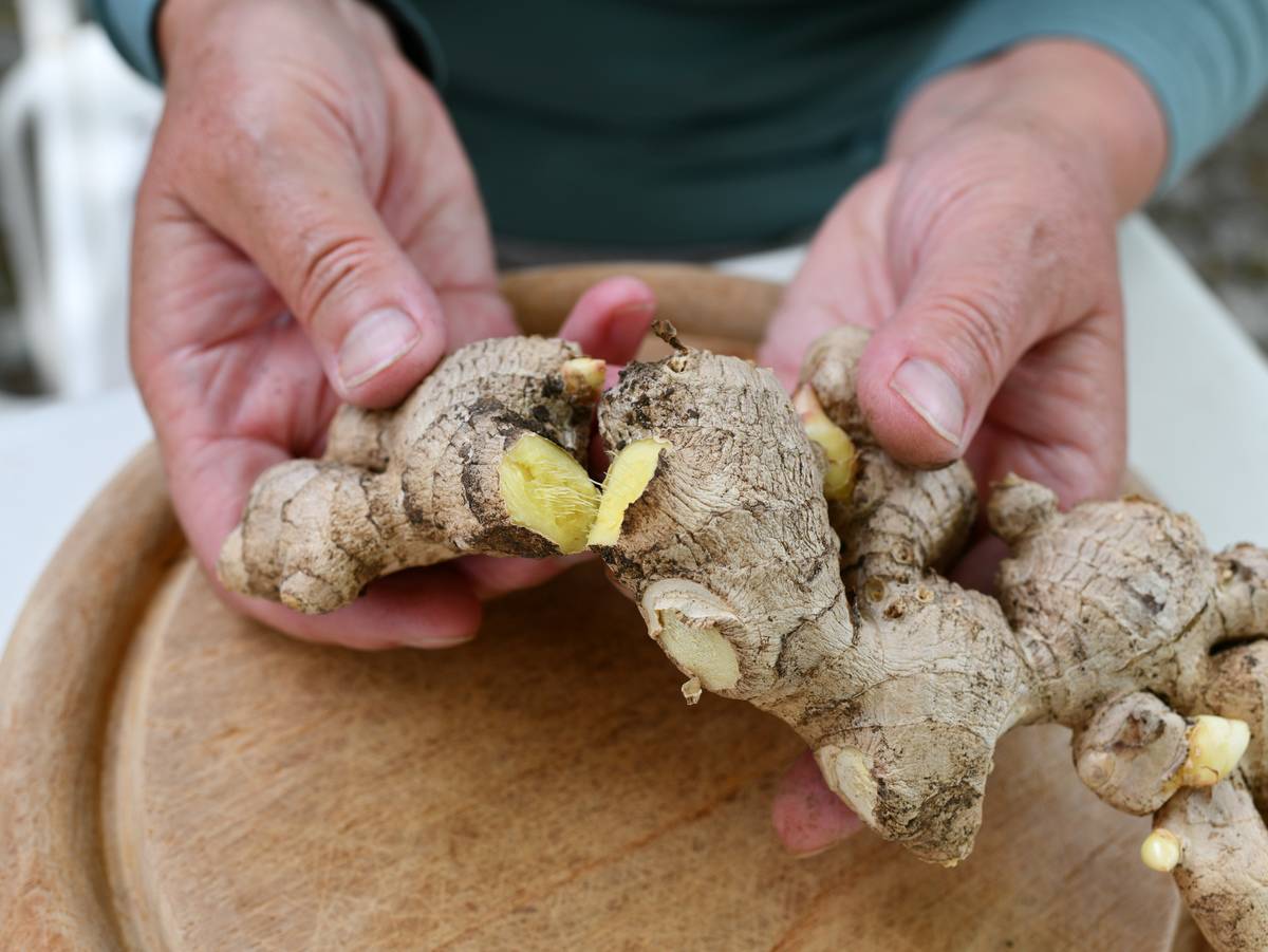 A chef pulls raw ginger apart to reveal the inside.