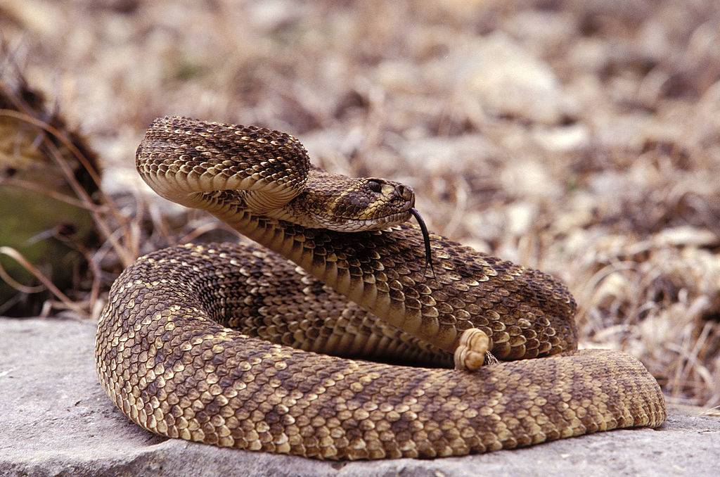 A western diamondback Rattlesnake out of his burrow