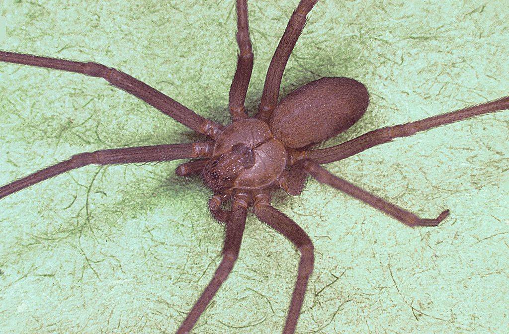 a brown recluse spider against a green background