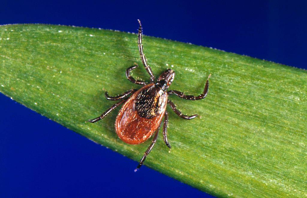 a black-legged tick on top of a leaf