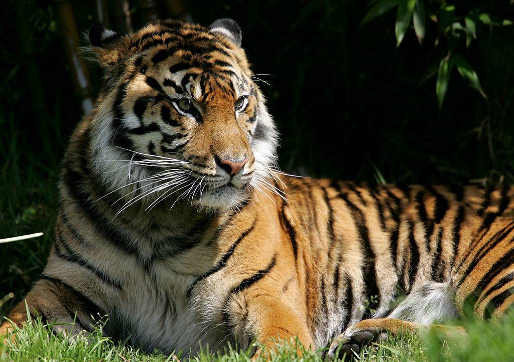 A Sumatran tiger, an endangered animal species, sits in its exhibit at the San Francisco Zoo