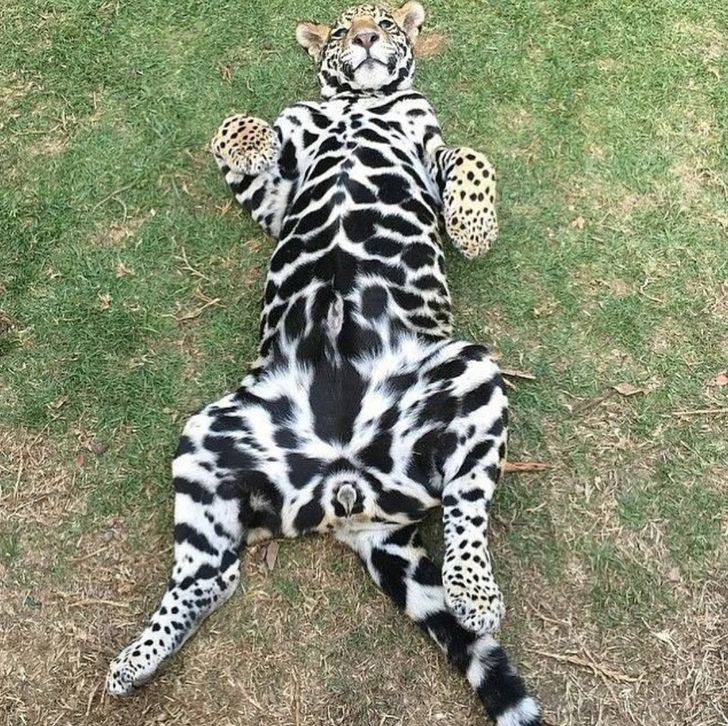 under of a jaguar has different spots