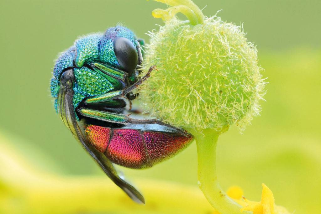 Close-up detail of a ruby-tailed wasp