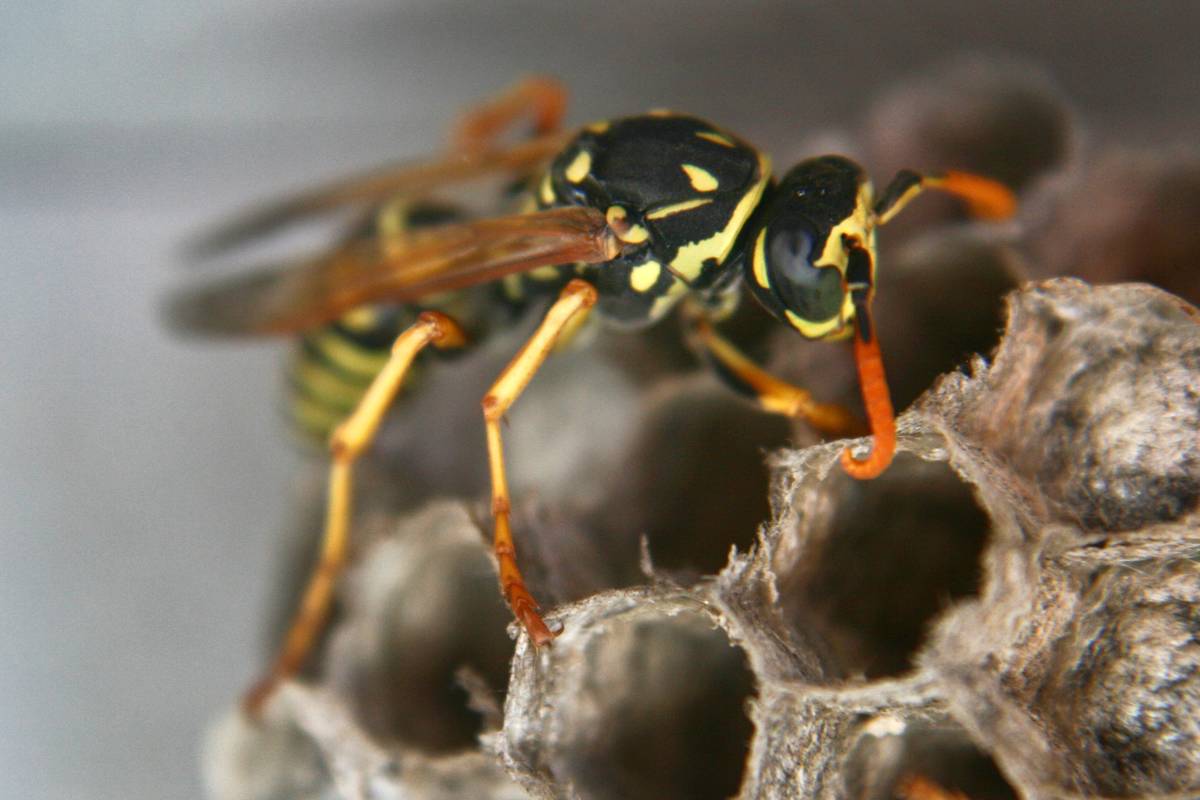 A close-up photo shows a yellowjacket on a hive.