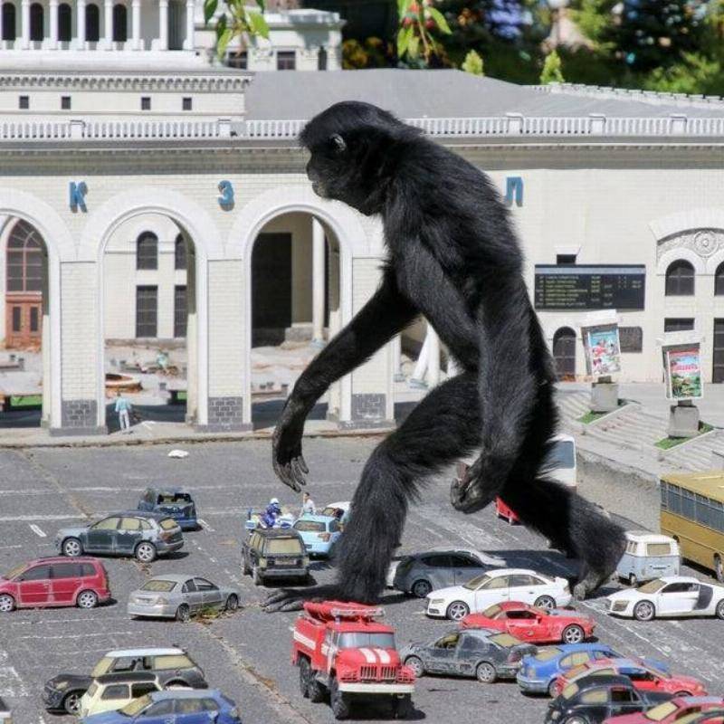 Gibbon-Monkey-Walks-Through-Model-Cars-18038