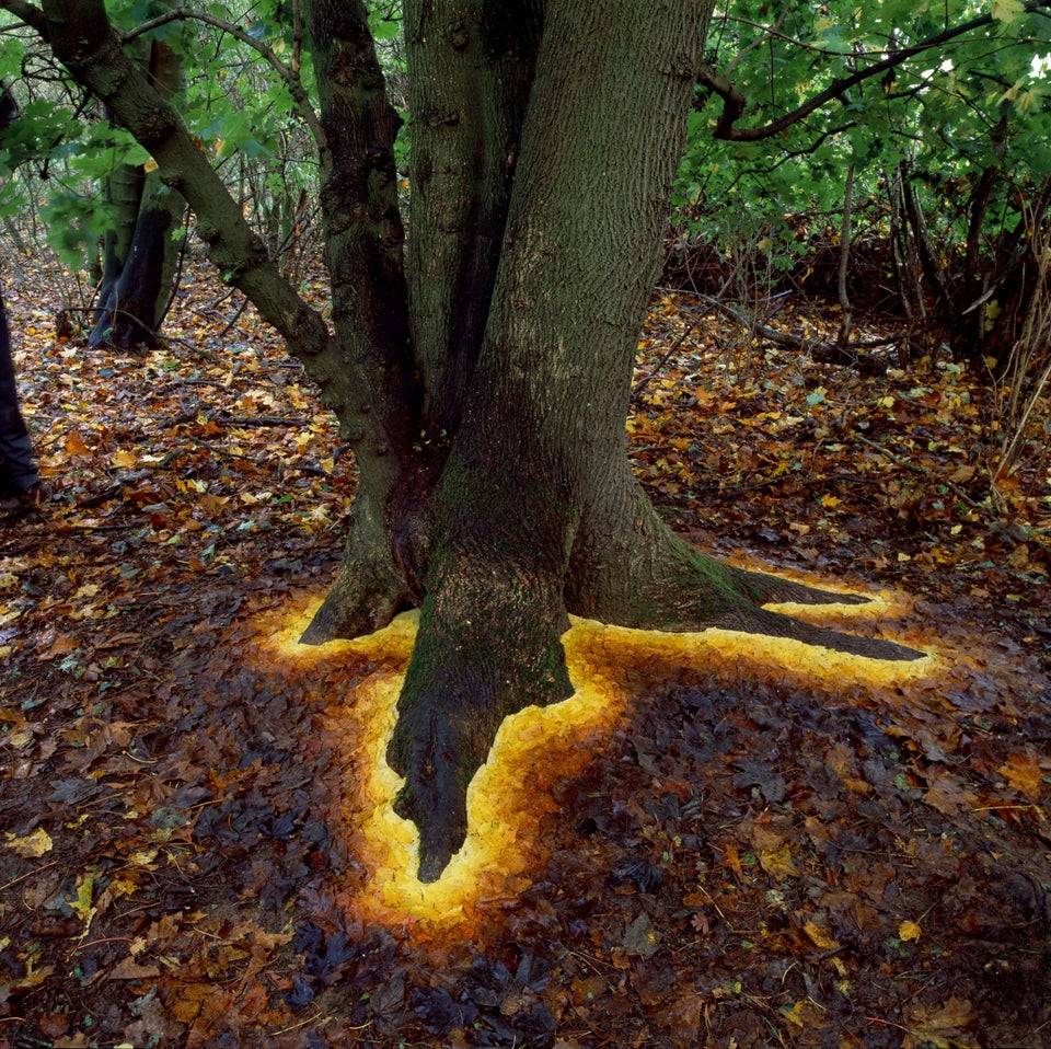 Leaves arranged around base of tree by color make it look like the base of the tree is glowing