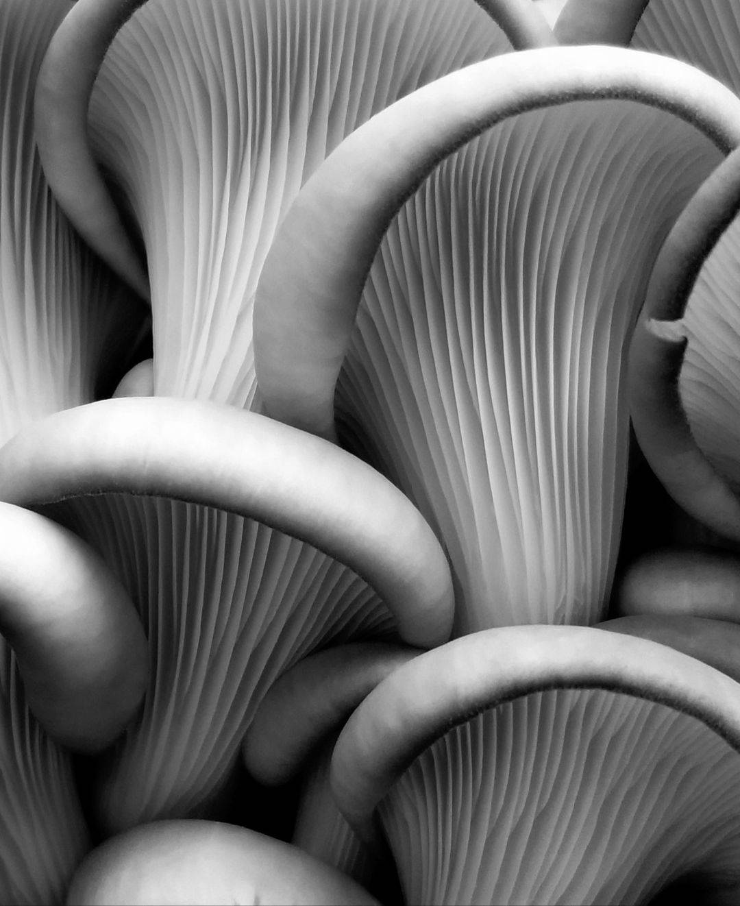 Mushrooms up close with a macro shot