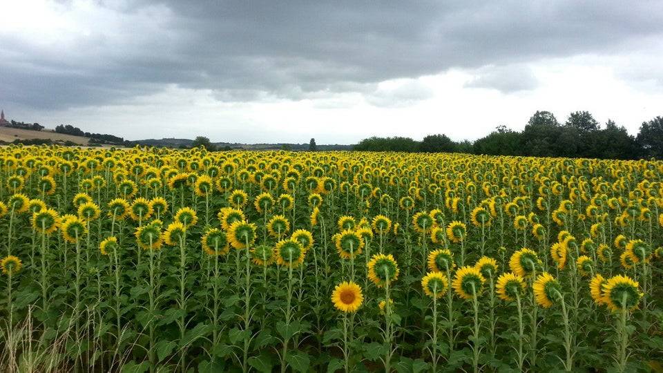 Sunflowers in field, one flower not facing East