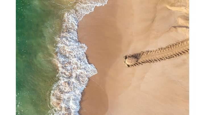 Turtle heading to sea aerial drone photo from above