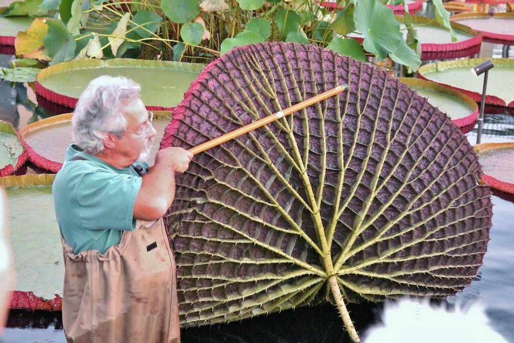Man displays underside of giant lily pad it is covered in small thorns