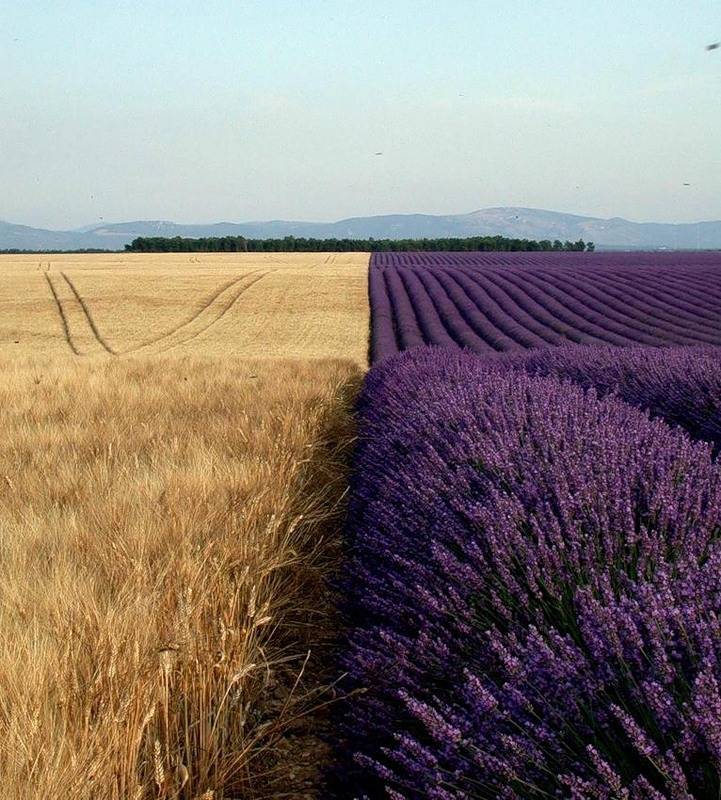 Wheat field planted next to lavender field