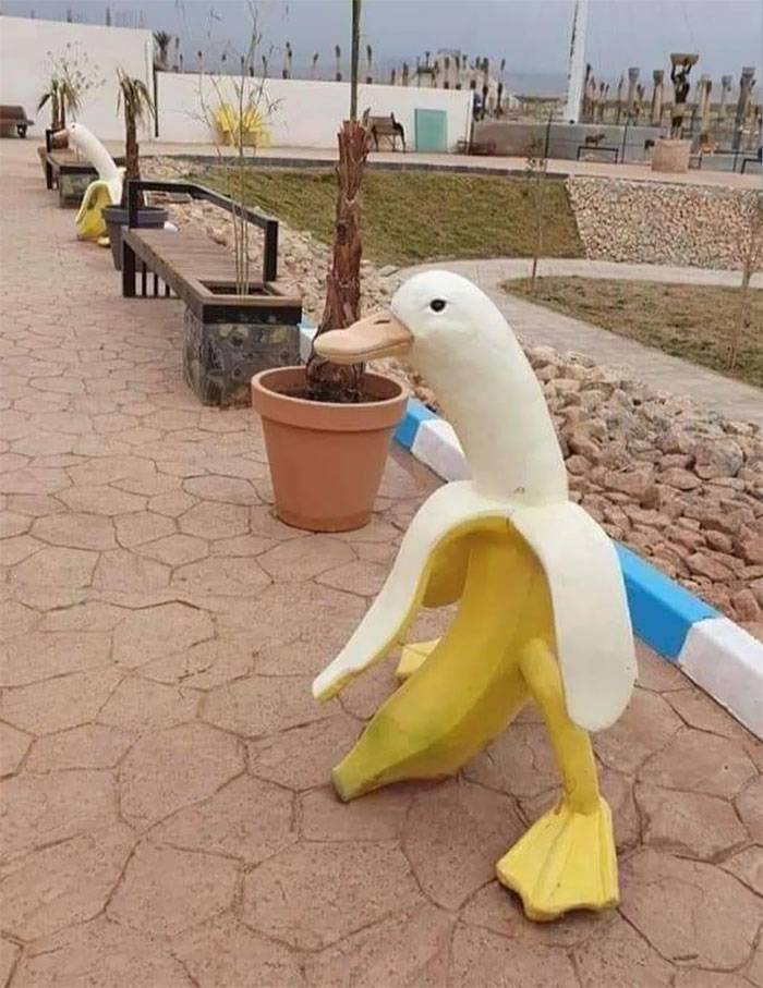 banana duck in public