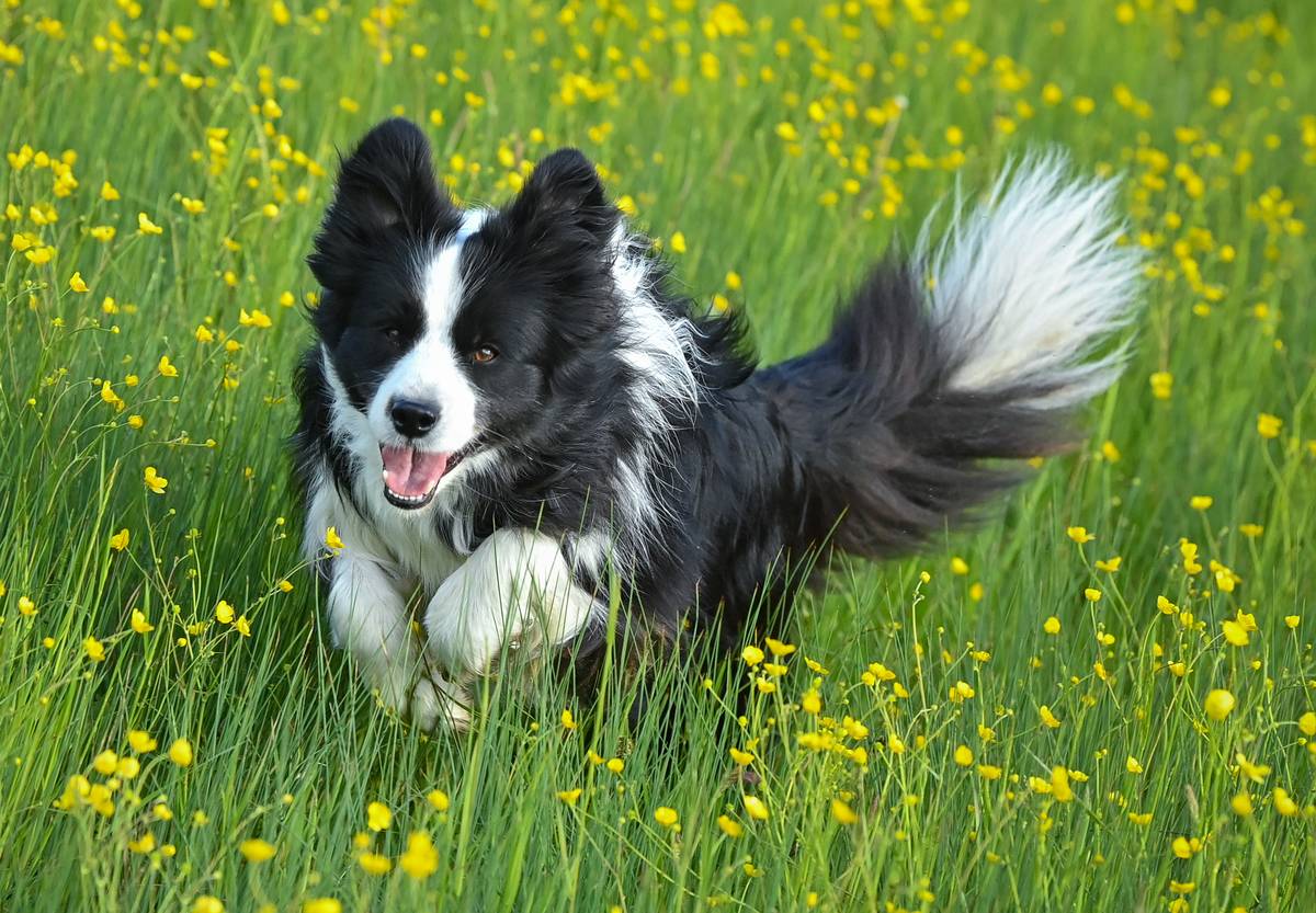 Border collie