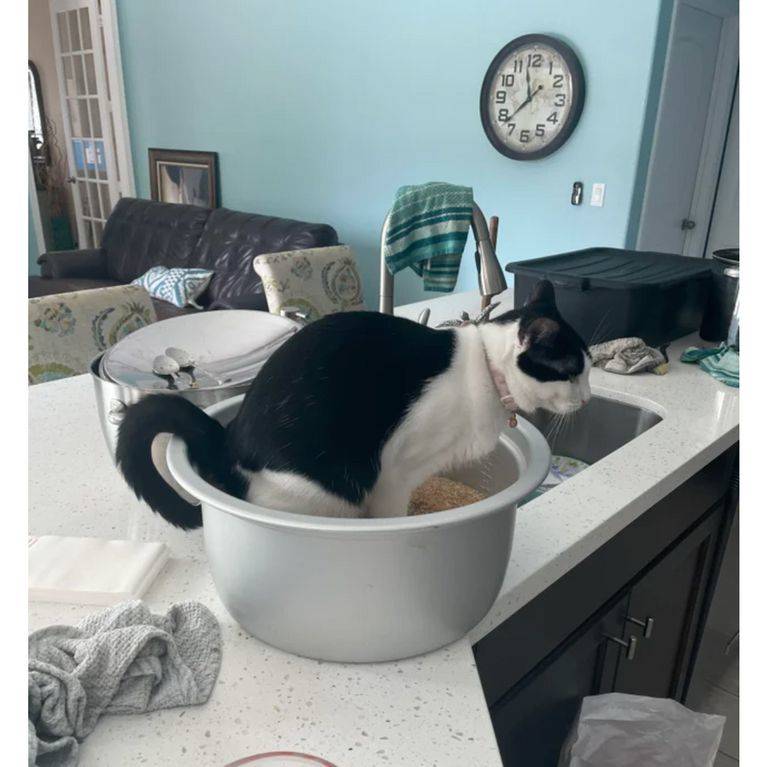 cat using a large tub of rice as a litter box